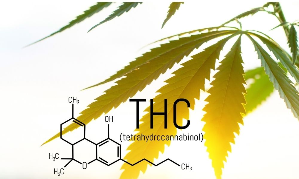 THC Levels And Why They Are Important