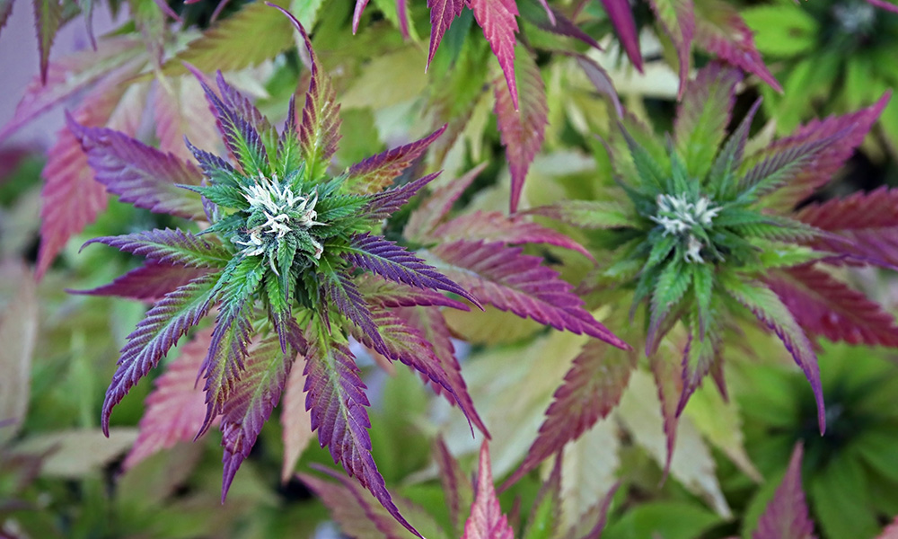 purple strains